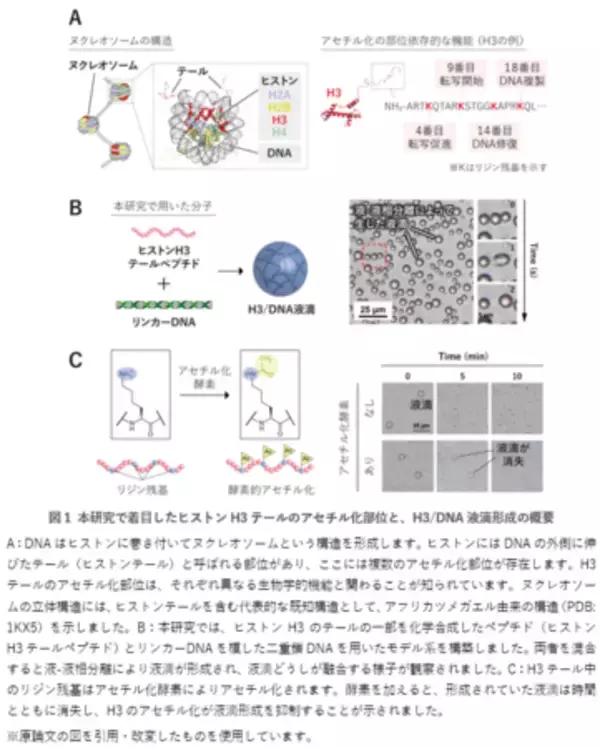 「遺伝子制御に関わる液滴形成のメカニズムに新知見」の画像