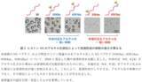 「遺伝子制御に関わる液滴形成のメカニズムに新知見」の画像3
