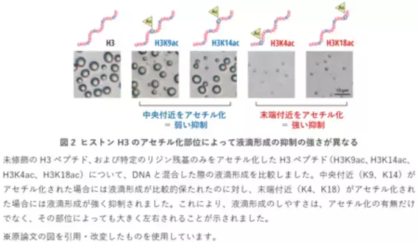 「遺伝子制御に関わる液滴形成のメカニズムに新知見」の画像