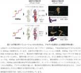 「遺伝子制御に関わる液滴形成のメカニズムに新知見」の画像4
