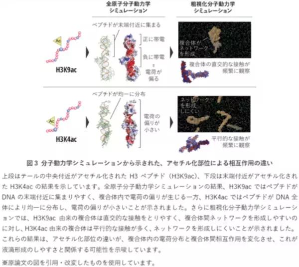「遺伝子制御に関わる液滴形成のメカニズムに新知見」の画像