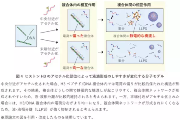「遺伝子制御に関わる液滴形成のメカニズムに新知見」の画像
