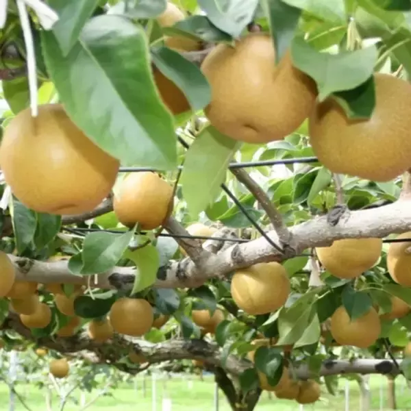 「大分県産 豊水梨を50箱限定価格で販売 果汁たっぷりの秋の味覚をJAタウン｢まるっと完食おおいた｣からお届け」の画像