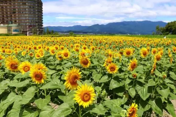 「物価高時代でも、旅をあきらめない 滋賀県「０円で感動できるスポット」を多数ご紹介」の画像