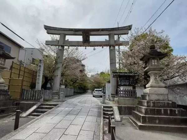 「【京都青もみじ】東京明治神宮のモデルとなった神社建築！限定御朱印もある名所「向日神社」」の画像