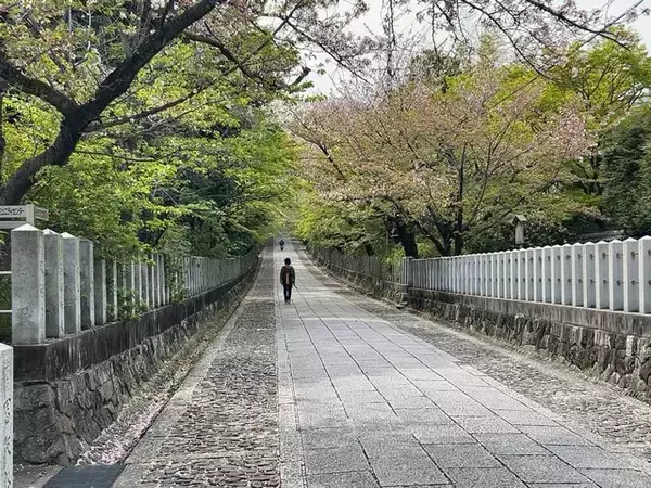 「【京都青もみじ】東京明治神宮のモデルとなった神社建築！限定御朱印もある名所「向日神社」」の画像