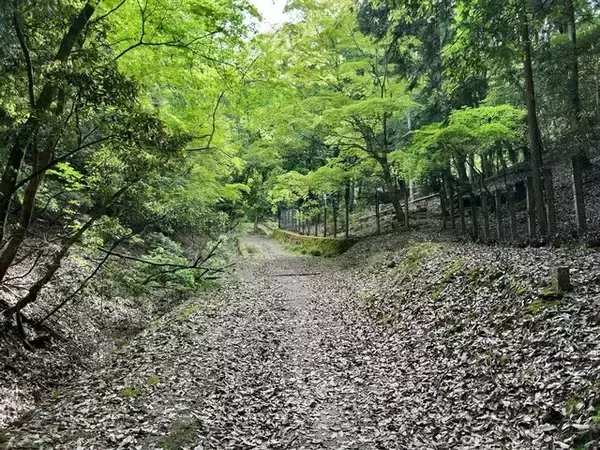「【京都一周トレイル④】東山～北山コース突入で琵琶湖眺望！日本屈指の修行の場☆比叡山延暦寺」の画像