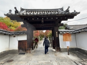 【2025京都紅葉】まさに見頃の東山エリア！養源院～智積院～東福寺～今熊野観音寺☆