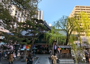 【2026】京都桜パトロール　街と一体化する圧巻の桜「六角堂（頂法寺）」