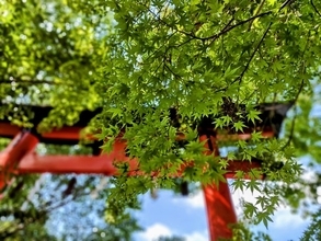 世界文化遺産　神聖なパワーを感じられる「宇治上神社」かわいいうさぎの御朱印も