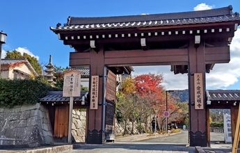 【京都2025紅葉】紅葉が見ごろの「くろ谷 金戒光明寺」特別日中拝観へ！