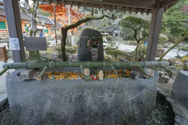 「【上賀茂神社】大河ドラマで話題の縁結びの社や、一年の邪気を払う「武射神事」【京都】」の画像