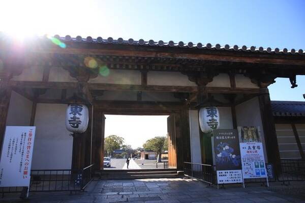 京都桜22 見頃の河津桜と夜桜ライトアップについて 世界遺産 東寺 京都花めぐり 22年3月19日 エキサイトニュース