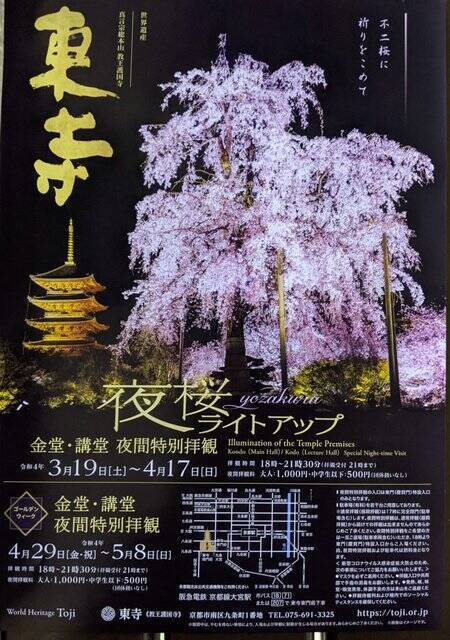 京都桜22 見頃の河津桜と夜桜ライトアップについて 世界遺産 東寺 京都花めぐり 22年3月19日 エキサイトニュース