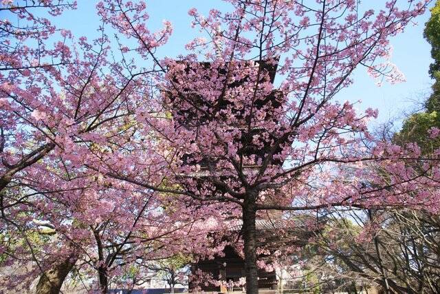 京都桜22 見頃の河津桜と夜桜ライトアップについて 世界遺産 東寺 京都花めぐり 22年3月19日 エキサイトニュース 2 2