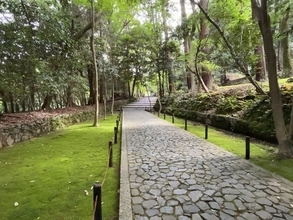 【京都新緑2026】苔と青もみじに包まれた静謐の空間！ひっそりと佇む名刹「法然院」