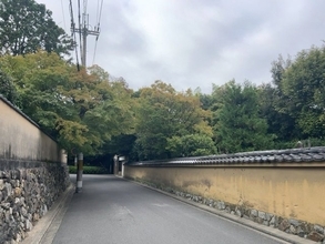 【2025京都紅葉パトロール】京都随一の紅葉名所☆天空から望むグラデーション「東福寺」