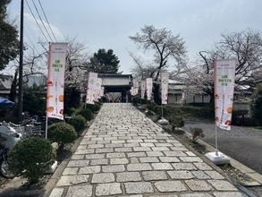 【京都スイーツ】桜名所寺院で地元スイーツに舌鼓！毎年恒例イベント「山科SWEETS FES」
