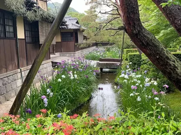 「【2023京都花めぐり】南禅寺別荘エリアに咲く花菖蒲満開☆穴場スポット「野村碧雲荘」」の画像