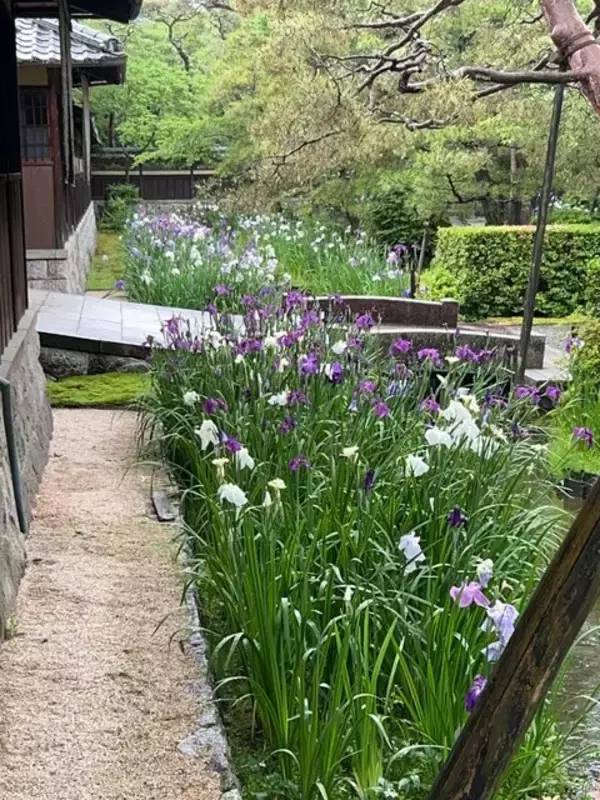 「【2023京都花めぐり】南禅寺別荘エリアに咲く花菖蒲満開☆穴場スポット「野村碧雲荘」」の画像