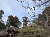 「【京都ぶらり】にゃんこ好き必訪の通称『ネコ神社』☆日本三大酒神の一つ「梅宮大社」」の画像7