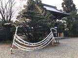 「【京都ぶらり】にゃんこ好き必訪の通称『ネコ神社』☆日本三大酒神の一つ「梅宮大社」」の画像8