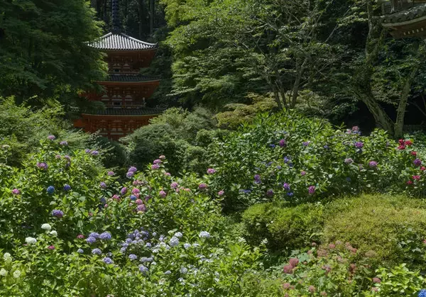 「【京都あじさい】癒しの花の寺　5000株の紫陽花が美しい「岩船寺」【京都花めぐり】」の画像