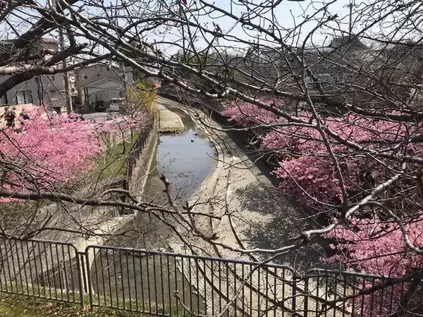 【2023春の京都】伏見・淀水路の早咲き桜『河津桜』満開☆見物客大賑わい【3月11日】