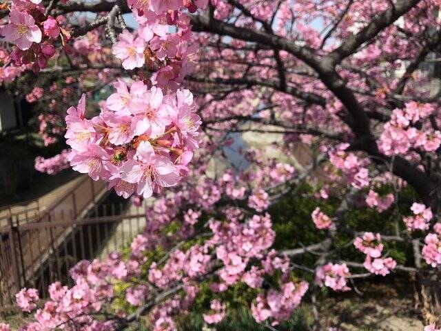 【2023春の京都】伏見・淀水路の早咲き桜『河津桜』満開☆見物客大賑わい【3月11日】