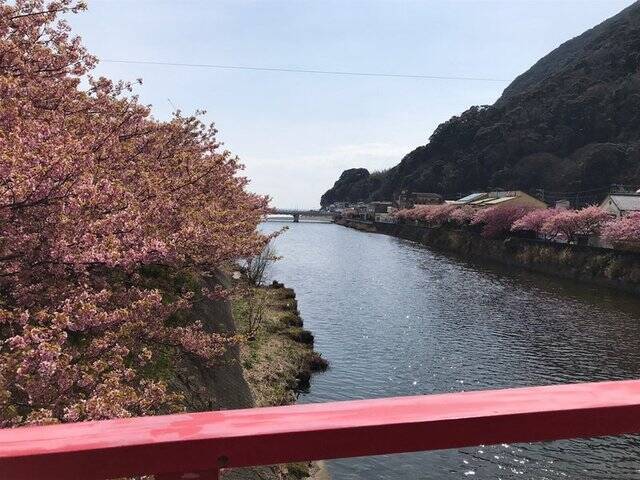 【2023春の京都】伏見・淀水路の早咲き桜『河津桜』満開☆見物客大賑わい【3月11日】