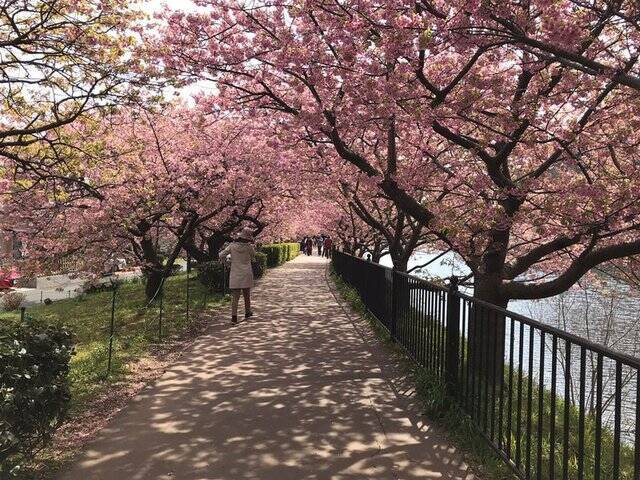 【2023春の京都】伏見・淀水路の早咲き桜『河津桜』満開☆見物客大賑わい【3月11日】