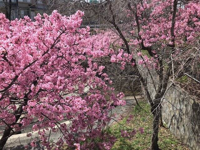 【2023春の京都】伏見・淀水路の早咲き桜『河津桜』満開☆見物客大賑わい【3月11日】