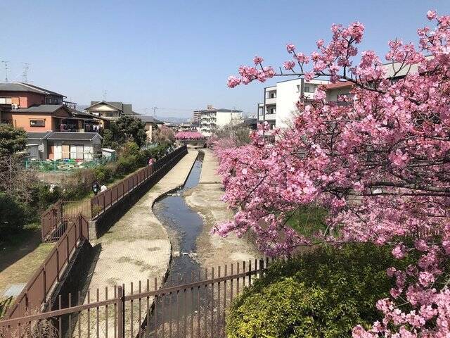 【2023春の京都】伏見・淀水路の早咲き桜『河津桜』満開☆見物客大賑わい【3月11日】