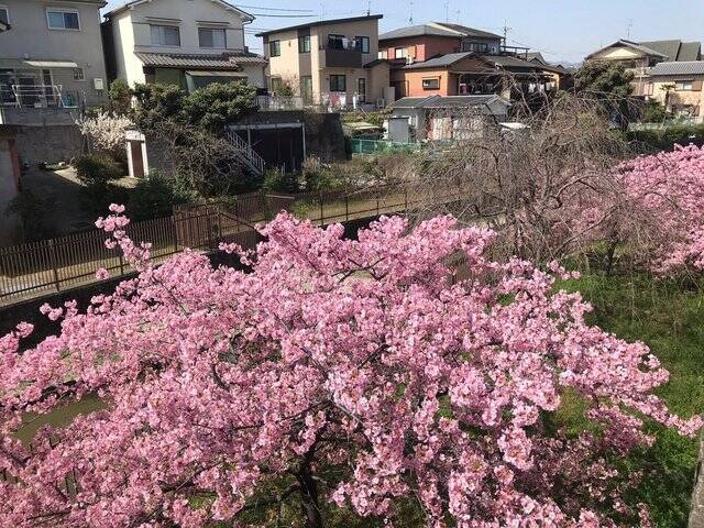 【2023春の京都】伏見・淀水路の早咲き桜『河津桜』満開☆見物客大賑わい【3月11日】