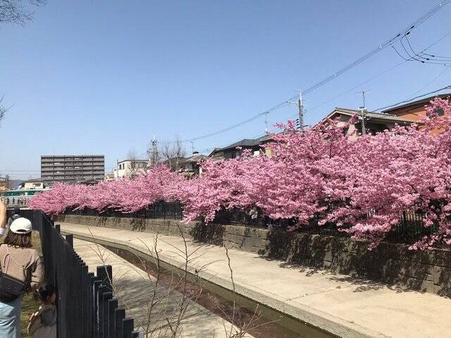 【2023春の京都】伏見・淀水路の早咲き桜『河津桜』満開☆見物客大賑わい【3月11日】