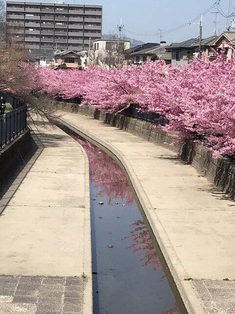 【2023春の京都】伏見・淀水路の早咲き桜『河津桜』満開☆見物客大賑わい【3月11日】