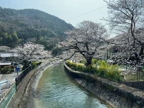 【京都桜最新2026】穴場山科の名所パトロール！疏水～毘沙門堂～本願寺山科別院～大石神社