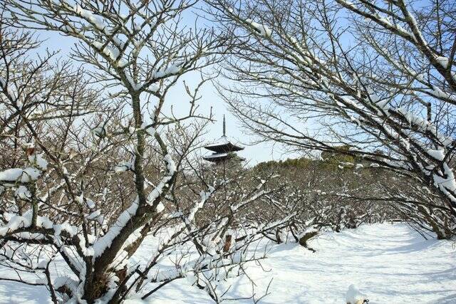 【雪の京都】雪景色の五重塔や雪の華を咲かせた御室桜が美しい「御室仁和寺」【世界遺産】