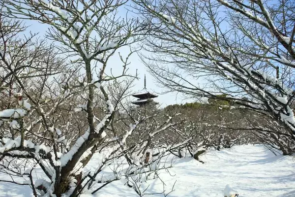 「【雪の京都】雪景色の五重塔や雪の華を咲かせた御室桜が美しい「御室仁和寺」【世界遺産】」の画像