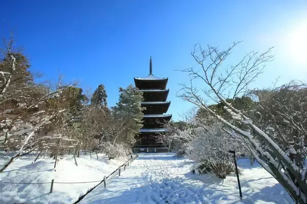 「【雪の京都】雪景色の五重塔や雪の華を咲かせた御室桜が美しい「御室仁和寺」【世界遺産】」の画像