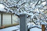 「【雪の京都】雪景色の五重塔や雪の華を咲かせた御室桜が美しい「御室仁和寺」【世界遺産】」の画像8