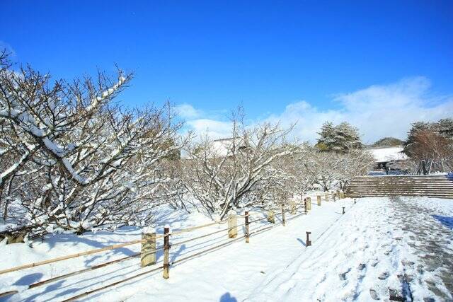 【雪の京都】雪景色の五重塔や雪の華を咲かせた御室桜が美しい「御室仁和寺」【世界遺産】