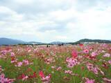 「【京都コスモス】コスモスの季節が到来♪コスモススポット3選【京都花めぐり】」の画像1