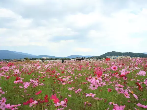 【京都コスモス】コスモスの季節が到来♪コスモススポット3選【京都花めぐり】