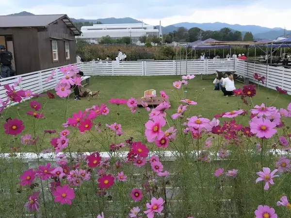 「【京都コスモス】コスモスの季節が到来♪コスモススポット3選【京都花めぐり】」の画像