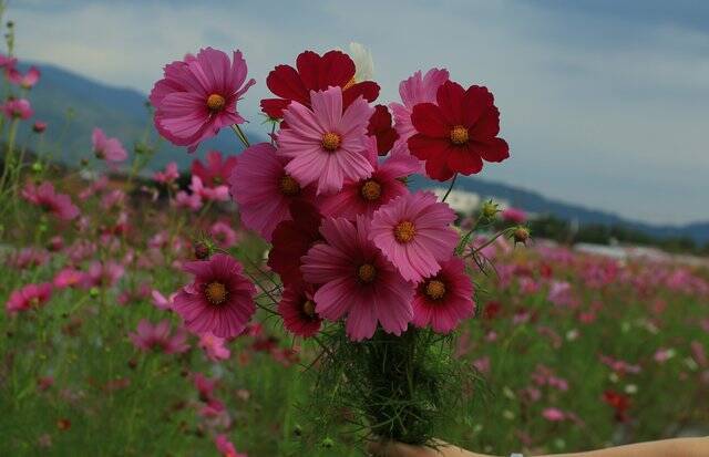 【京都コスモス】コスモスの季節が到来♪コスモススポット3選【京都花めぐり】
