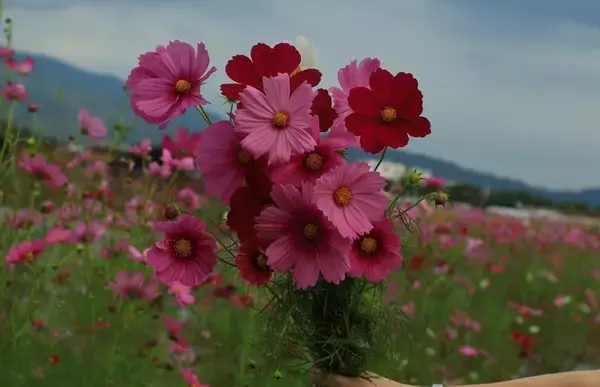 「【京都コスモス】コスモスの季節が到来♪コスモススポット3選【京都花めぐり】」の画像