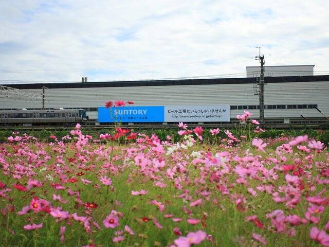 【京都コスモス】コスモスの季節が到来♪コスモススポット3選【京都花めぐり】