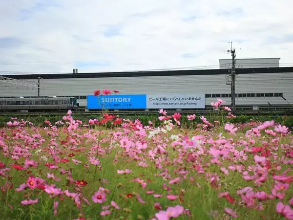 「【京都コスモス】コスモスの季節が到来♪コスモススポット3選【京都花めぐり】」の画像