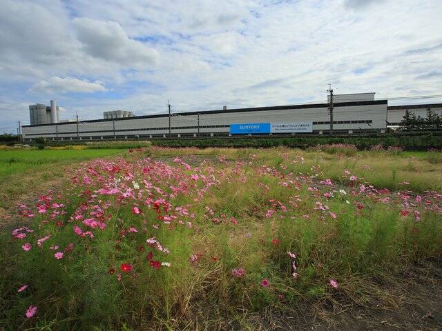 【京都コスモス】コスモスの季節が到来♪コスモススポット3選【京都花めぐり】